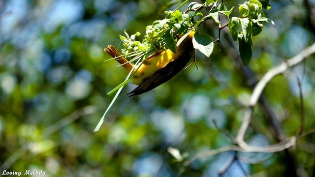 послушайте эту музыку и вам станет легче? Нежная музыка успокаивает нервную систему и радует смотреть онлайн