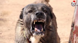 КАНГАЛ - Суперхищник, Способный Завалить Даже Медведя