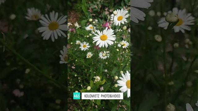 Ромашки смотреть онлайн