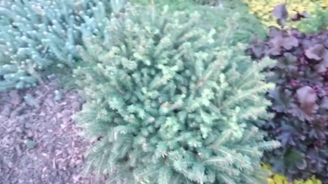 Хвойные в моем саду. Обзор. смотреть онлайн