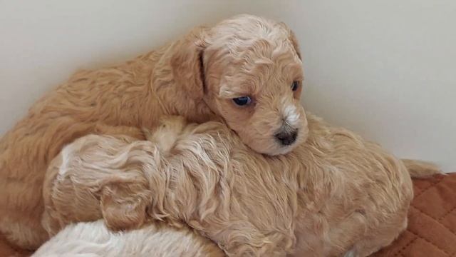 #МАЛЬТИПУ +79787458062 #maltipoo  ПРОДАЖА питомник Кастропуло Крым #купить мини щенка