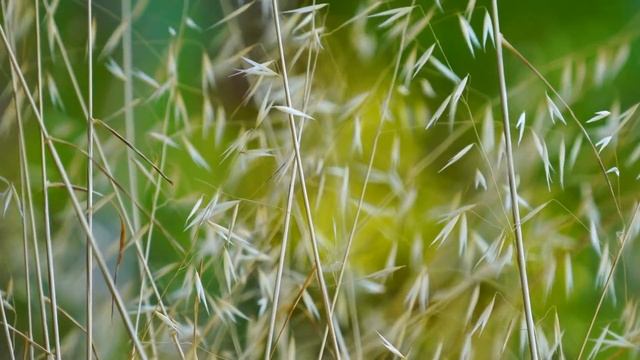 БЛИЗНЕЦЫ - АСТРОЛОГИЯ ДЛЯ ВСЕХ смотреть онлайн