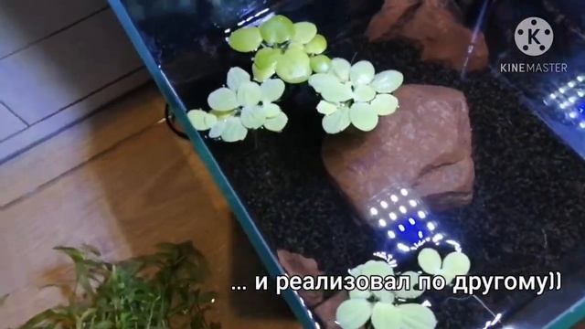 Редизайн аквариума 15 литров. Часть 1 смотреть онлайн
