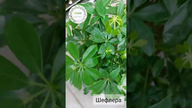 Шефлера смотреть онлайн