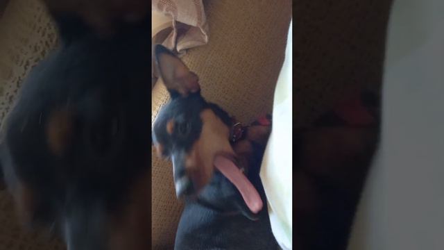 #цвергпинчер Как зевает просыпаясь смотреть онлайн