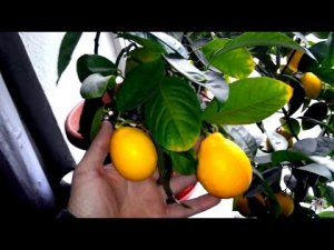 Особенности выращивания лимона в домашних условиях