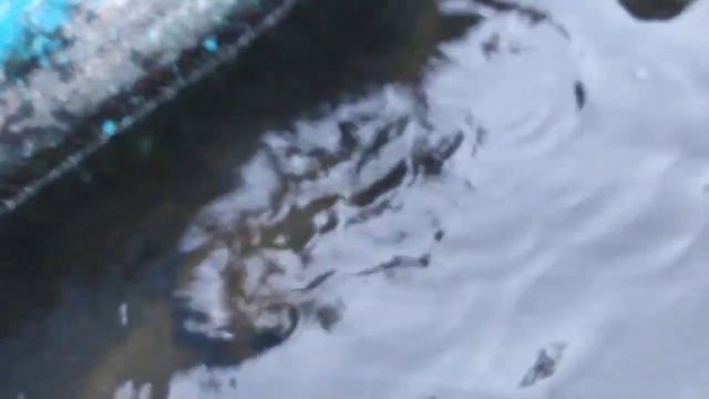 Можно ли держать форель с осетром смотреть онлайн
