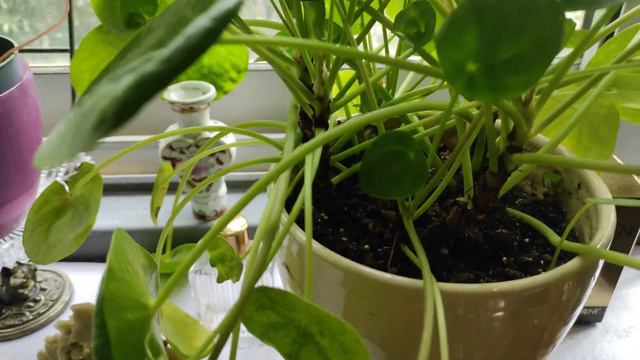 Пеперомия монетная | Peperomia | 胡椒粉