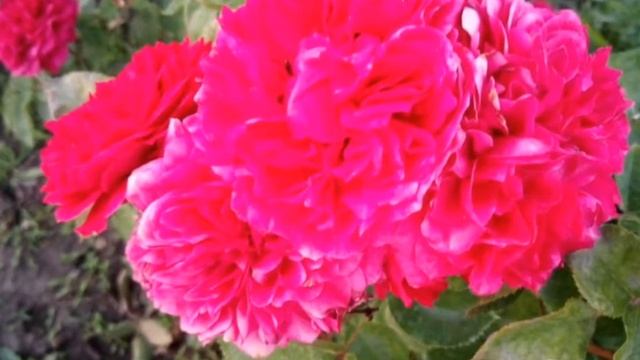 Прекрасное рядом. Все цветет июнь. Beautiful flowers. 2018 смотреть онлайн