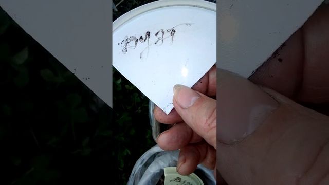 Какой способ обозначить название #сорта растения самый надёжный и #бюджетный.#shorts . смотреть онлайн