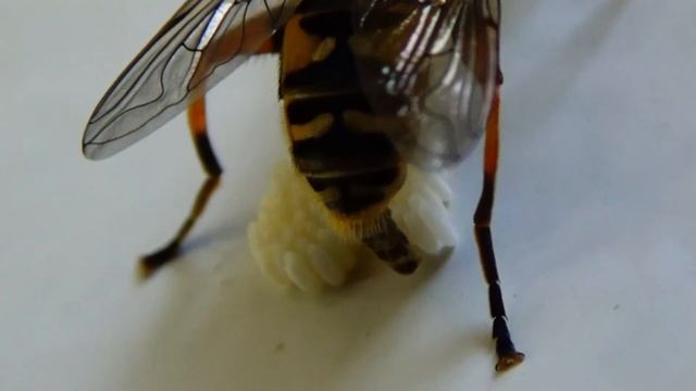 Helophilus pendulus - (Linnaeus, 1758) - (Syrphidae) - Hélophile suspendu - Paris/France - 2017 смотреть онлайн