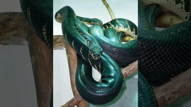 Песня умирала змея смотреть онлайн