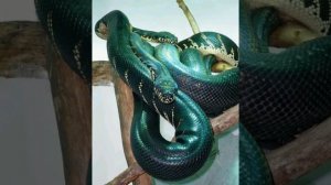 Песня умирала змея