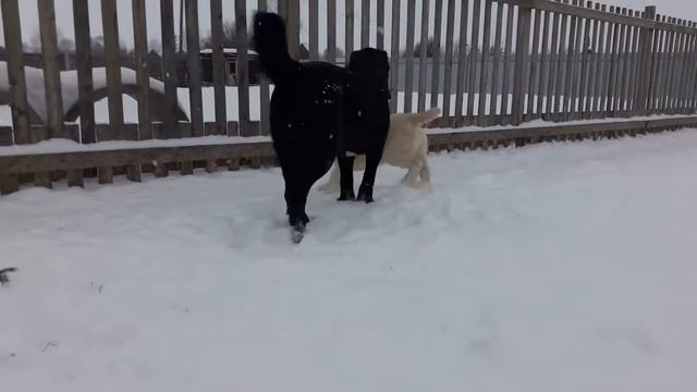 Шер Али Хан Бехруза и Шей Бир Лейла Ханум смотреть онлайн