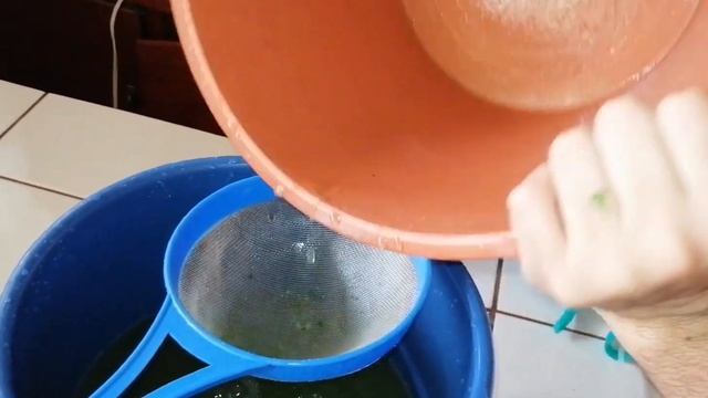 Making Gliricidia Spray (insecticide). It Kills Fleas, Ticks, Mites And Cures Mange.