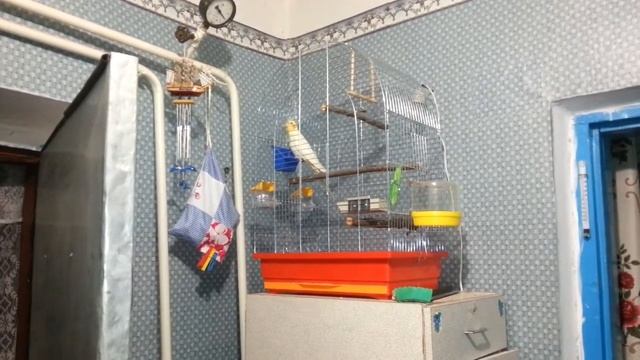 Птенец корелла начала петь)))) Чарли обживается. смотреть онлайн
