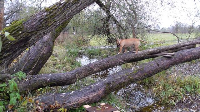 Бультерьер лазает по дереву. Минибуль Данчик бегает, прыгает и лазает по дереву в парке. ) смотреть онлайн