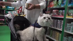 Big British shorthair cat Apollo goes shopping and buys everything he wants