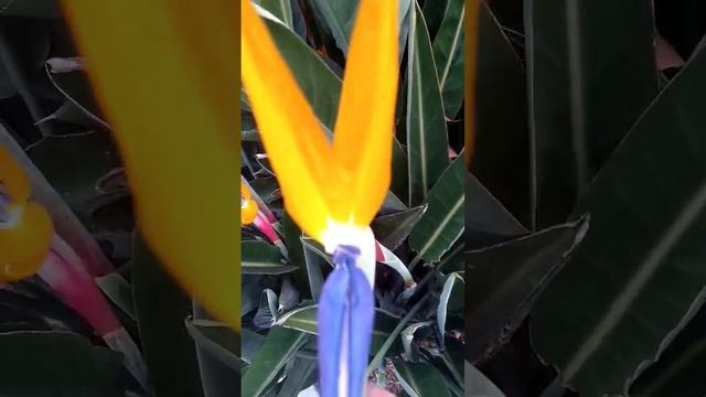 FLOR AVE DEL PARAISO - Bird of Paradise Flower смотреть онлайн