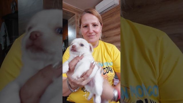 Сократ и Аляска Мажориковичи питомник чихуахуа Кастропуло продажа+79787458062 смотреть онлайн