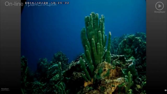 Видеосюжет с дна озера Байкал! смотреть онлайн