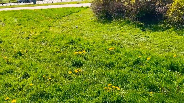 Пошли прогуляться вот такая прекрасная погода у нас смотреть онлайн