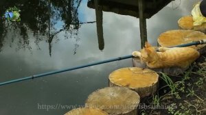 Рыбалка на домашнем искусственном пруду. Рыбалка на копанке.