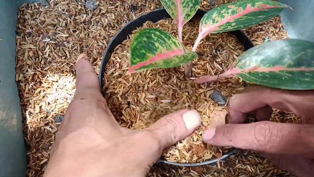 Time to Repotting My Aglaonema Tania смотреть онлайн