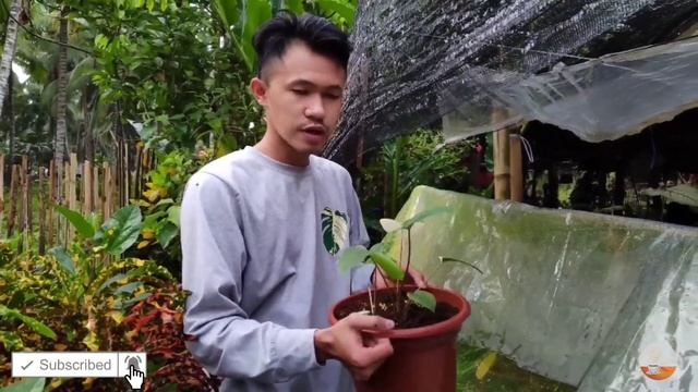 Variegated Homalomena: Care Tips For Beginners | Very Rare Plant