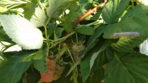 Малина гордость россии. БОМБА!!!!!