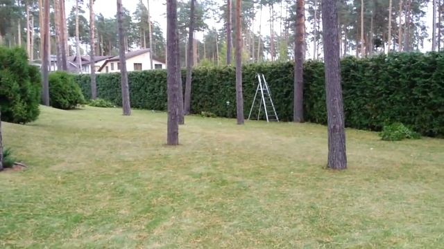 Dzīvžogu apgriešana Arborists tel.28297777 Dzīvžoga tūjas apgriešana Обрезка туй смотреть онлайн
