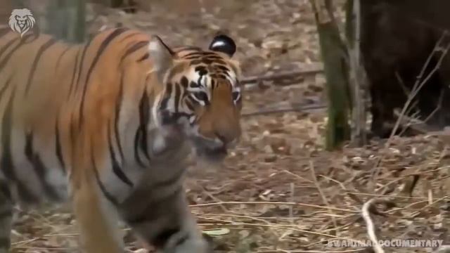 Extreme fights Tiger vs Bear , Wild Animals Attack смотреть онлайн