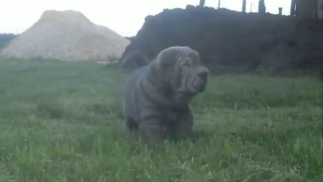 SAM 2005 смотреть онлайн