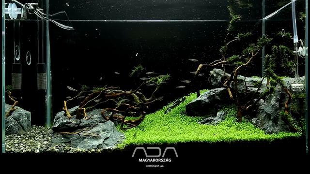 Elatine Hydropiper Carpet - Green Aqua Showroom смотреть онлайн