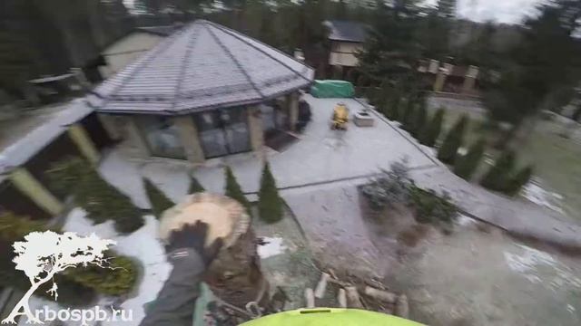 спил сосны с завешиванием частей. смотреть онлайн