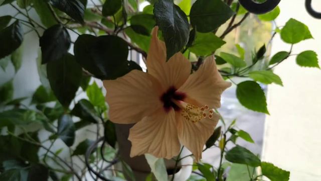 Цветочный рай на окне. Гибискусы. смотреть онлайн