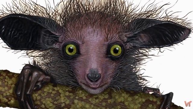 Ай-ай — одно из самых странных животных, которых вы когда либо видели смотреть онлайн