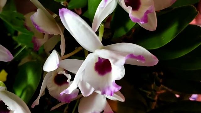 Домашнее Цветение Орхидей Дендробиум Нобиле в январе 2022 г. смотреть онлайн