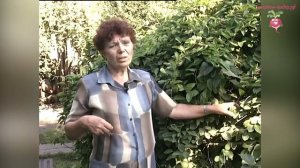 Лимонник китайский: свойства и особености выращивания лианы #urozhainye_gryadki