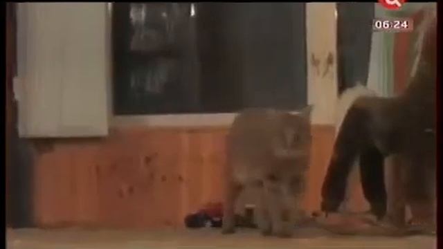 Чаузи - Все о Породе