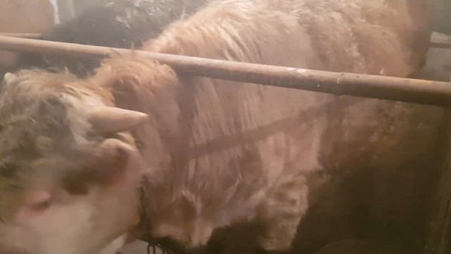 Откорм бычков. Бычки неохотно кушают дробленку. смотреть онлайн