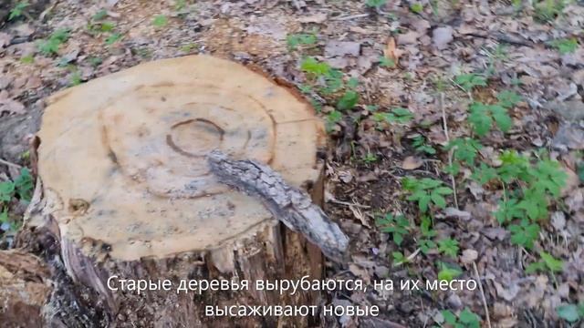 #Ботаническийсад #Москва #Тайный #сад #мечты смотреть онлайн