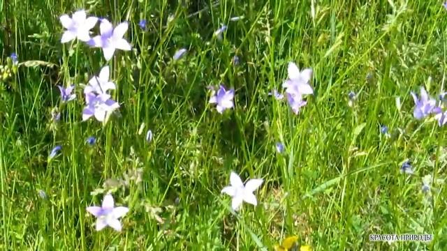 Красота Природы - Летний #луг #Цветы Луговые #Природа #Релакс смотреть онлайн