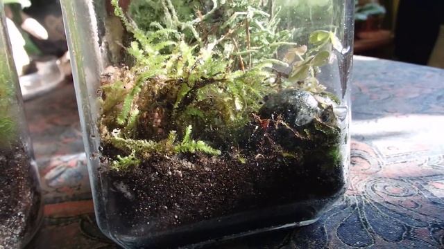 как создать свой мини мир в стеклянной банке смотреть онлайн