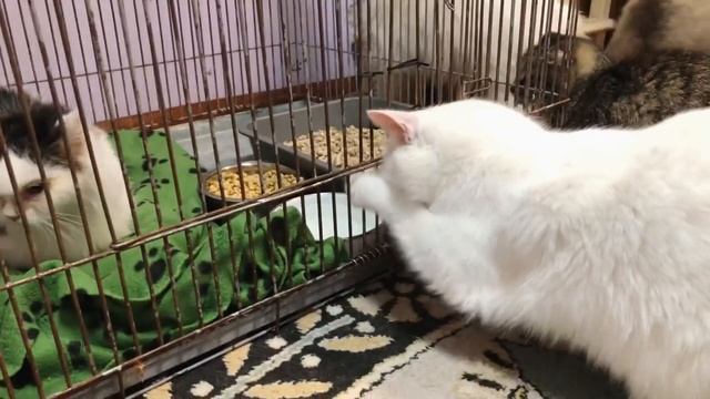 Пытаемся помочь кошке, которая очень стрессует… Ей 12 лет, ей очень тяжело… смотреть онлайн
