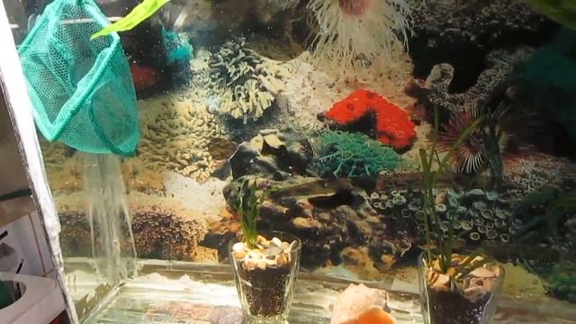 Беременную моллинезию отсадил смотреть онлайн