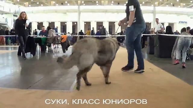ВЫСТАВКА КАВКАЗСКИХ ОВЧАРОК ПОЗДАНЬ, CACIB. ВСЕ СУКИ. www.r-risk.ru +72262205603 ТАТЬЯНА ЯГОДКИНА смотреть онлайн