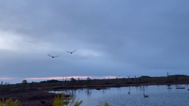 Песни про Охоту. Охота на гуся 2024. трек Гусятника СчастьЕ