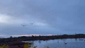 Песни про Охоту. Охота на гуся 2024. трек Гусятника СчастьЕ