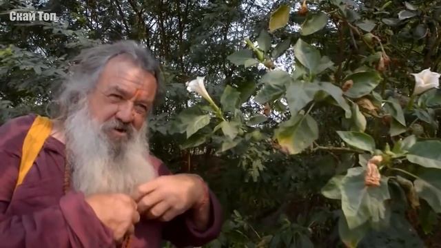 Растения, способные убить! Самые опасные растения в мире смотреть онлайн